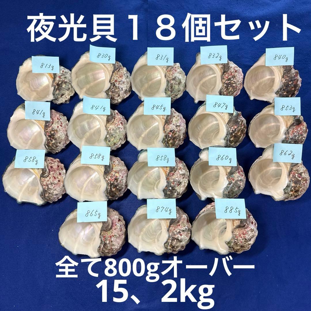 夜光貝　ヤコウ貝　まとめ売り　18個　15、2kg アクセサリー　ルアー