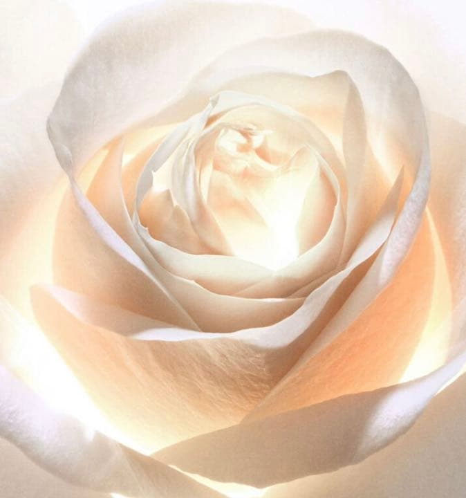 【新品】DIOR プレステージ ホワイト ラ クレーム ルミエール クリーム