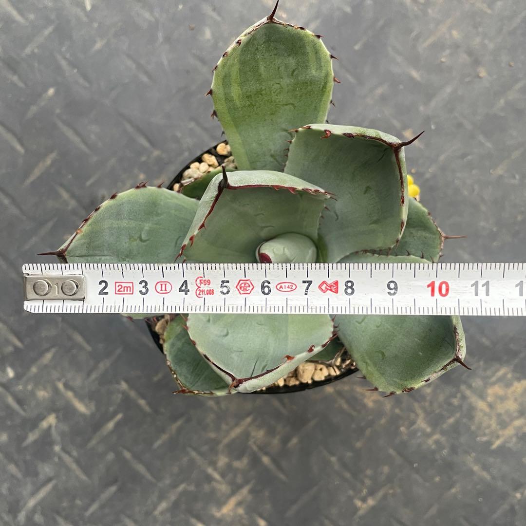 アガベ トランカータ錦 トリカラー ① 斑入り 墨斑 淡斑