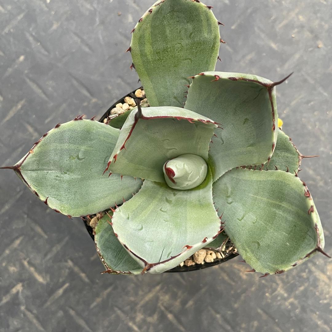 アガベ トランカータ錦 トリカラー ① 斑入り 墨斑 淡斑