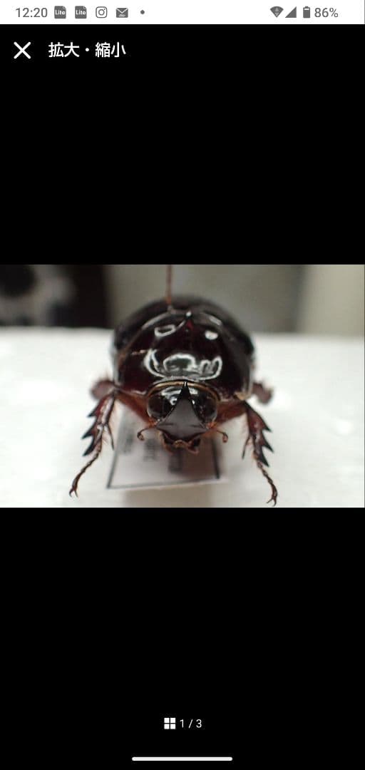 まとめ売り専用