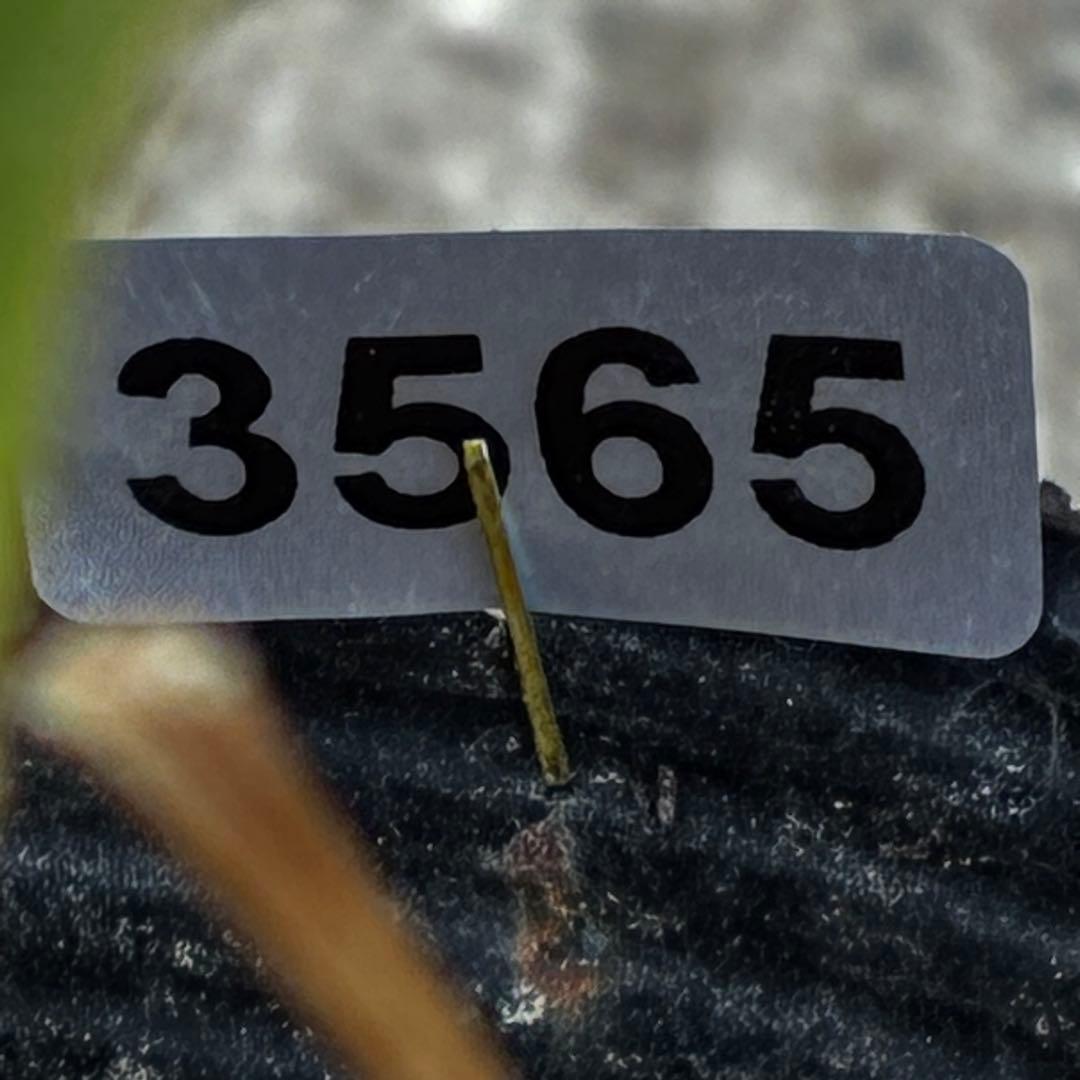 ヘ*6様 3565☘️蕾花付き☘️極上☘️⭐️小輪⭐️ ハートSD⭐️オーレア⭐