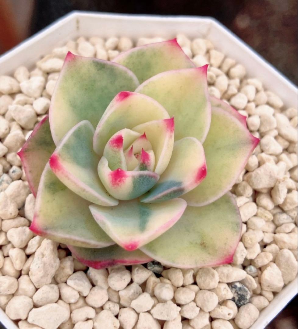 専用　多肉植物　デビー錦&リラシナ錦&ヘラ色錦&ロンギシマ覆輪錦