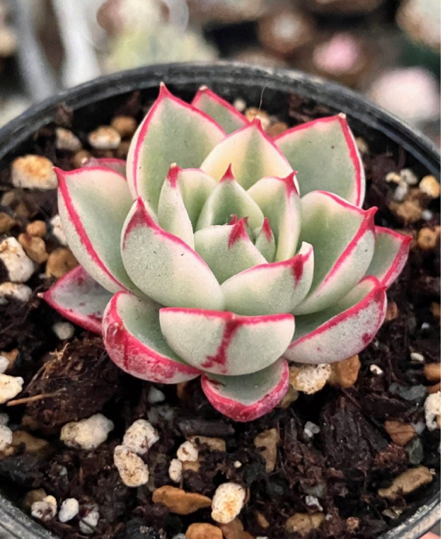 専用　多肉植物　デビー錦&リラシナ錦&ヘラ色錦&ロンギシマ覆輪錦