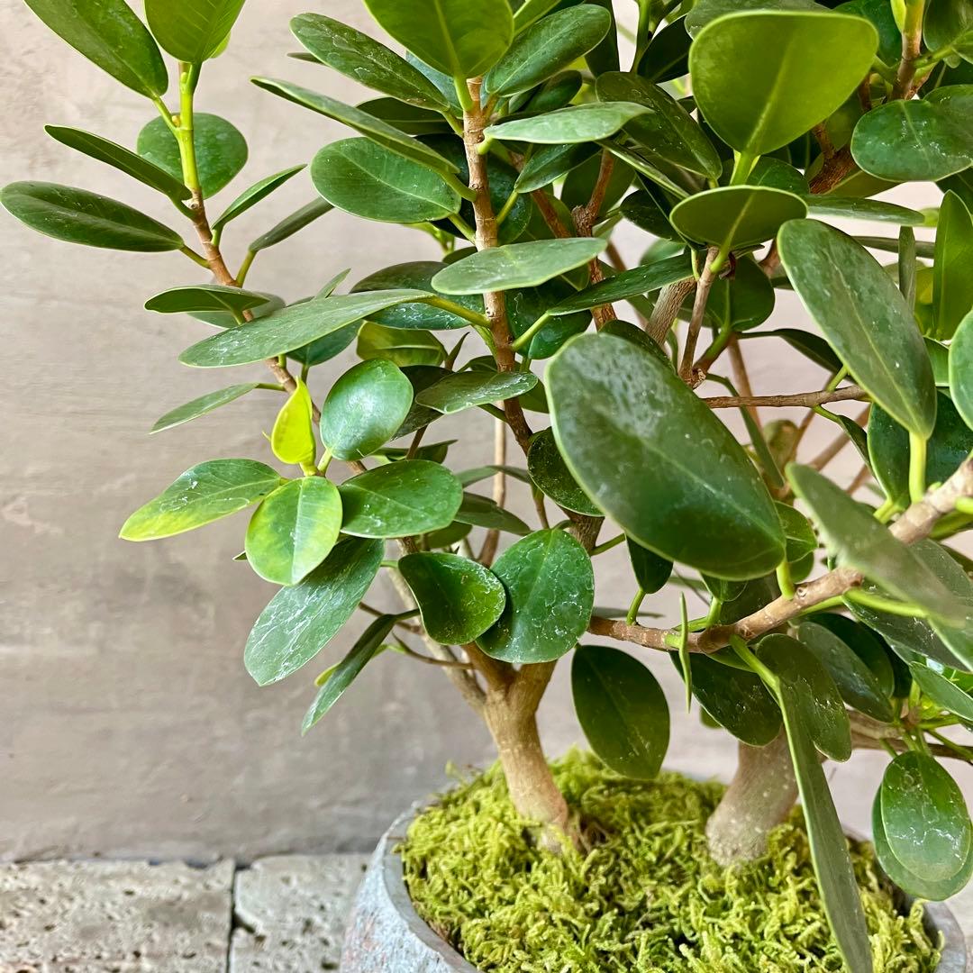 パンダガジュマル　天然苔　盆栽仕立て　陶器鉢　植え込み発送