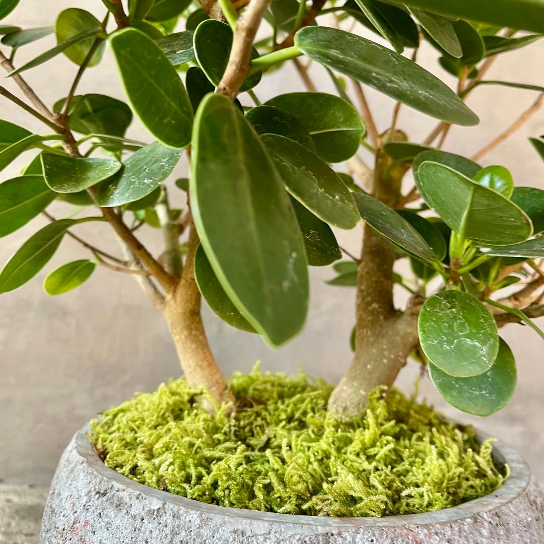 パンダガジュマル　天然苔　盆栽仕立て　陶器鉢　植え込み発送