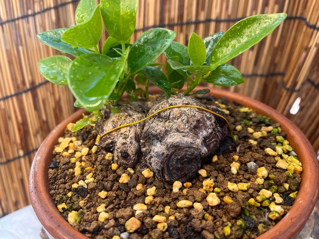 ✨✨✨superガジュマル【ジブリの世界】検/ガジュマル♪良品セール♪