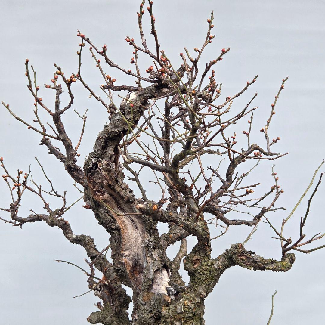 野梅(白一重)　梅[斜幹双幹木]　大品盆栽 タケシになります