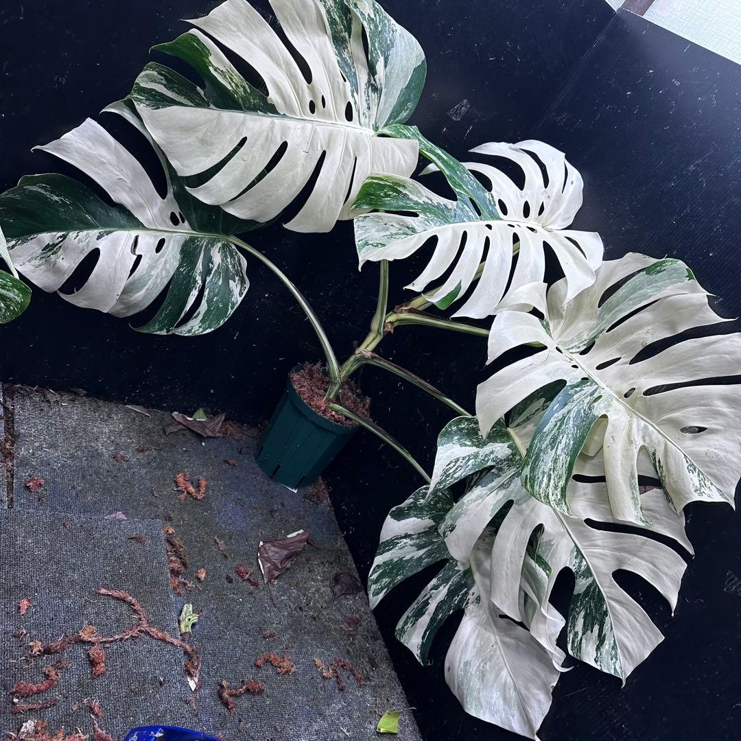 ハ*ー様 斑入りモンステラ ホワイトタイガー極美大株69cm白斑多