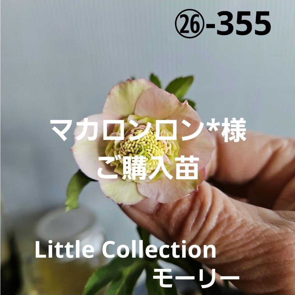 マカロンロン*様ご購入苗㉖-355クリスマスローズ