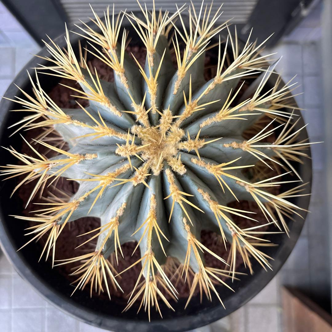 大株　現品　サボテン⭐︎オウカンリュウ⭐︎王冠竜 ⭐︎8号⭐︎