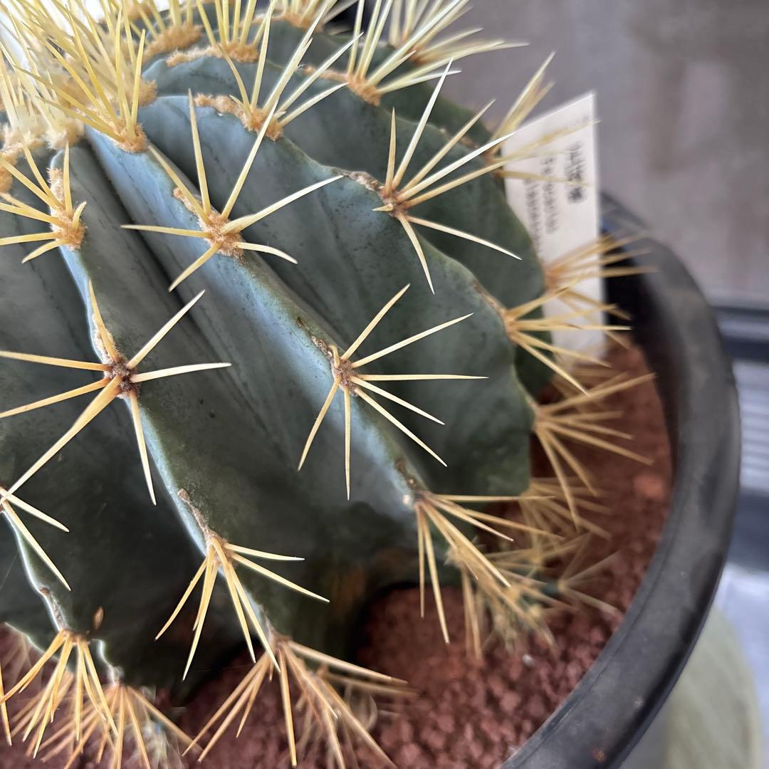 大株　現品　サボテン⭐︎オウカンリュウ⭐︎王冠竜 ⭐︎8号⭐︎