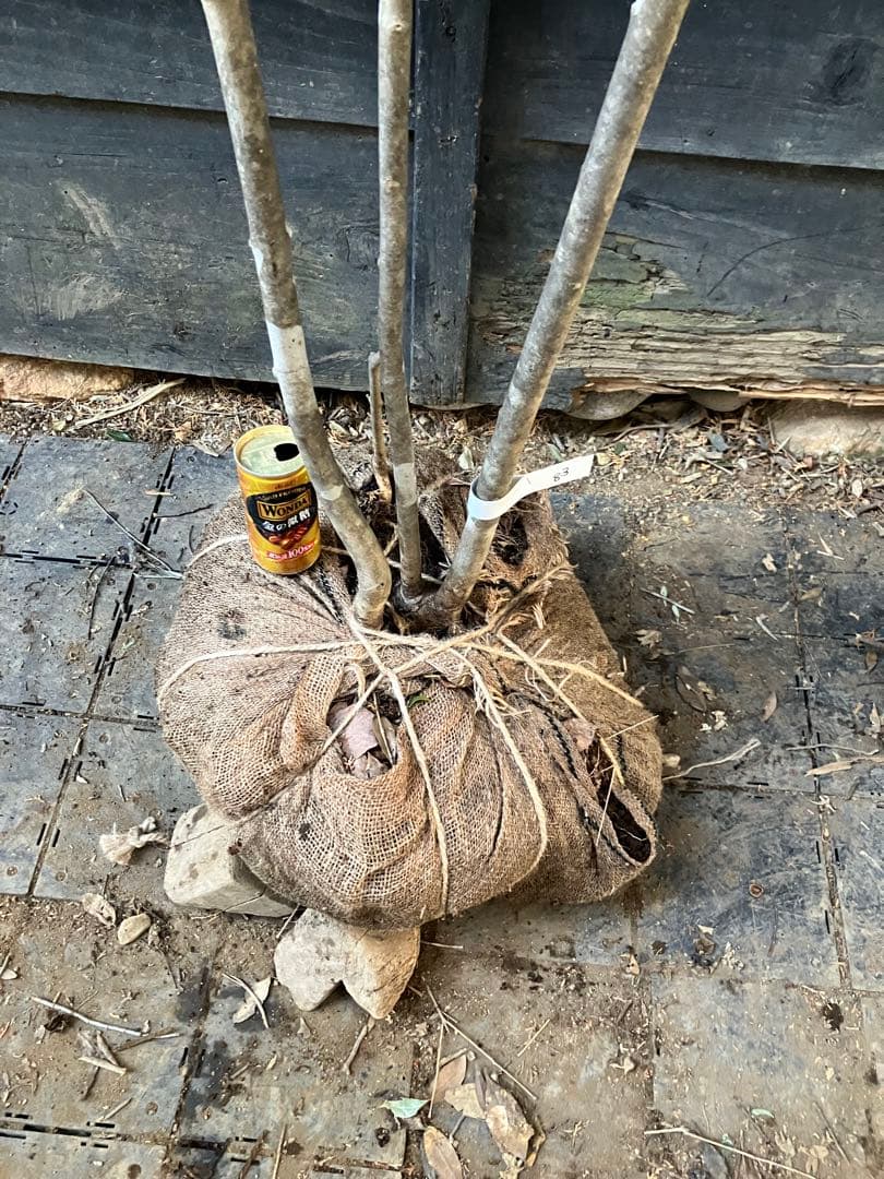 83 山採り　アオダモ