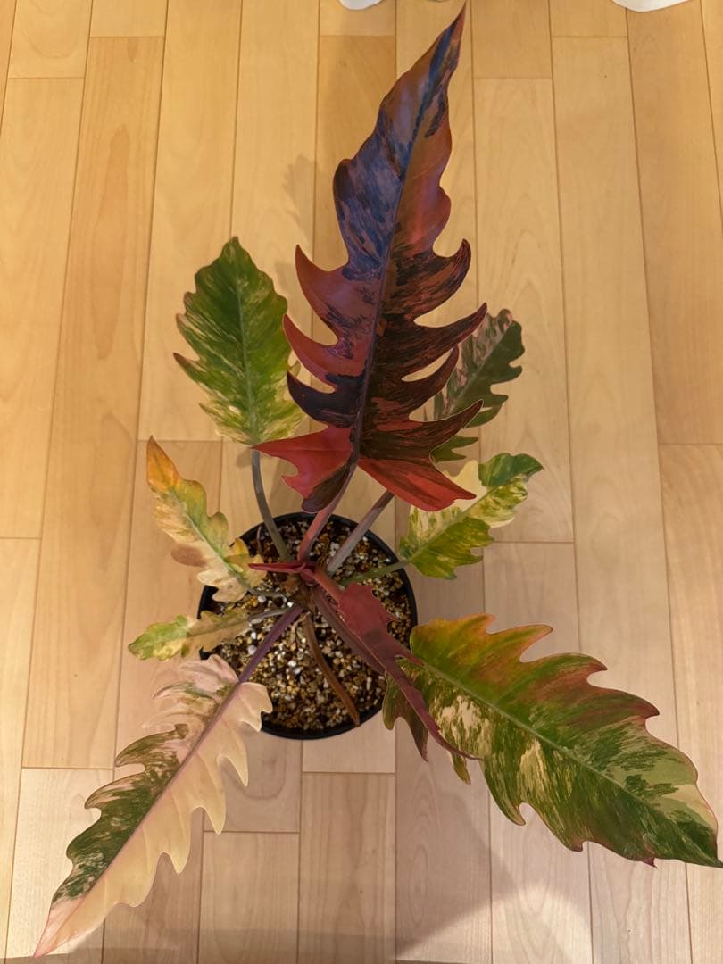 フィロデンドロン キャラメル