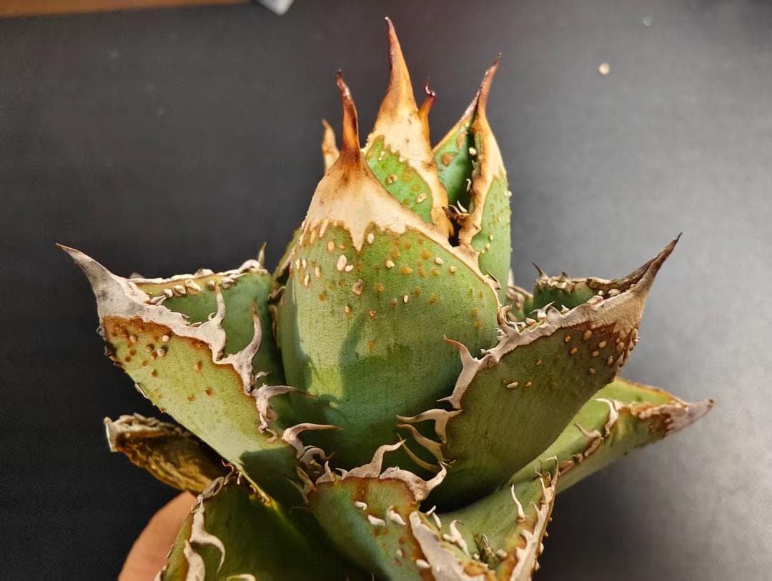 C*A様 アガベ チタノタ 麻花龍 極上強棘 特選美株 ブツブツ コレクシ Li
