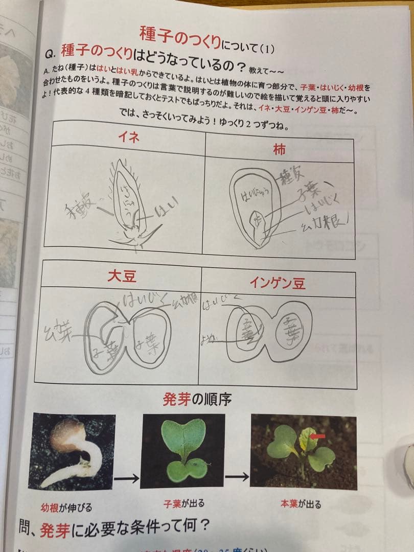 サントップ　DVD 中学受験　理科