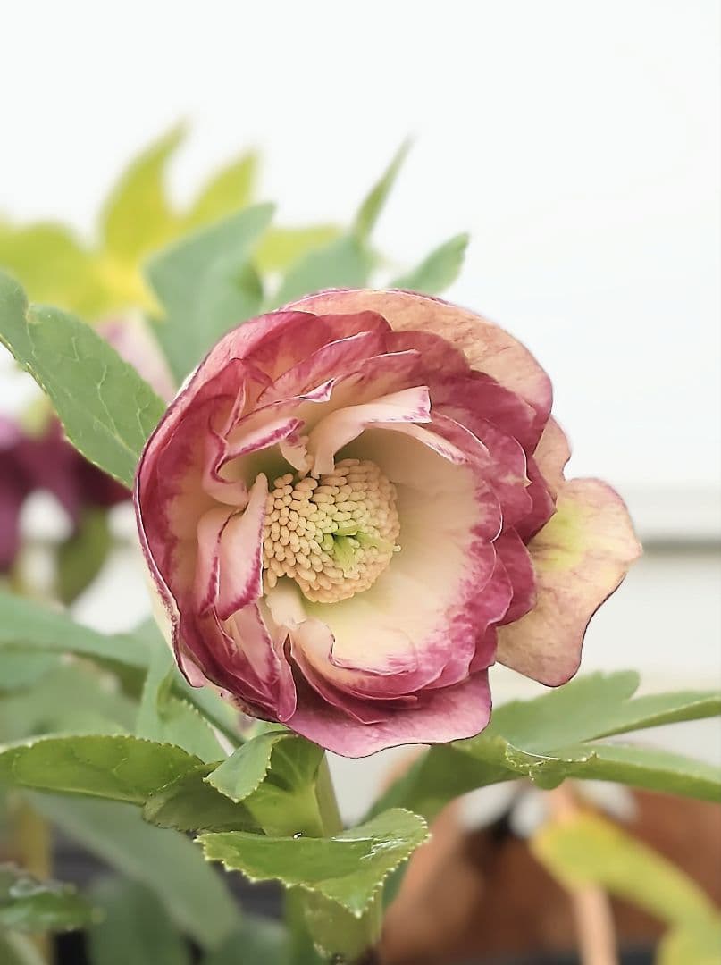 n*3様 クリスマスローズ