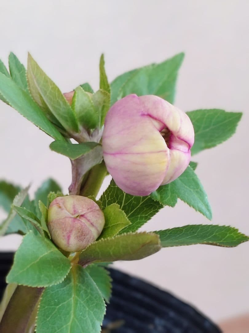 n*3様 クリスマスローズ