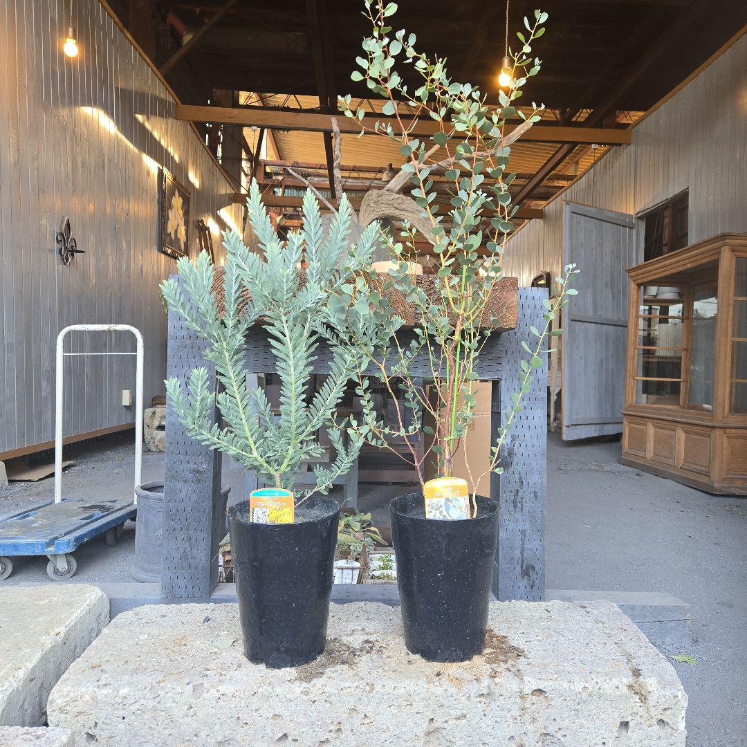 sealow　アカシアブルーブッシュ、ユーカリウェブステリアナ　2苗セット