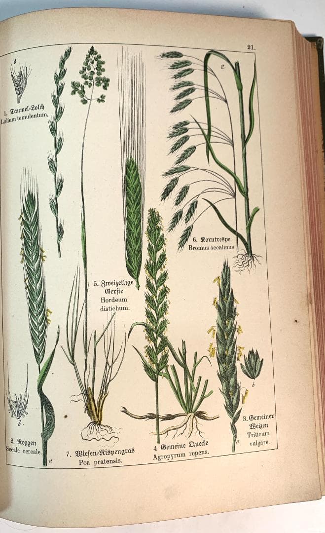 Bilder-Atlas des Pflanzenreichs植物界絵図アトラス