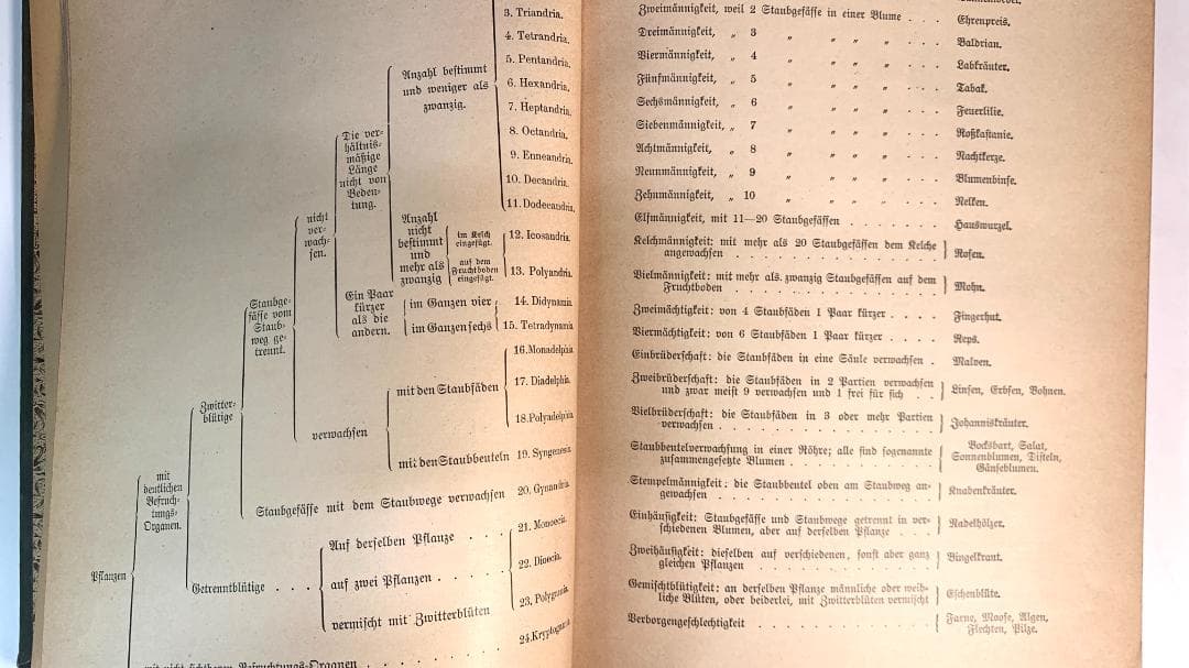 Bilder-Atlas des Pflanzenreichs植物界絵図アトラス