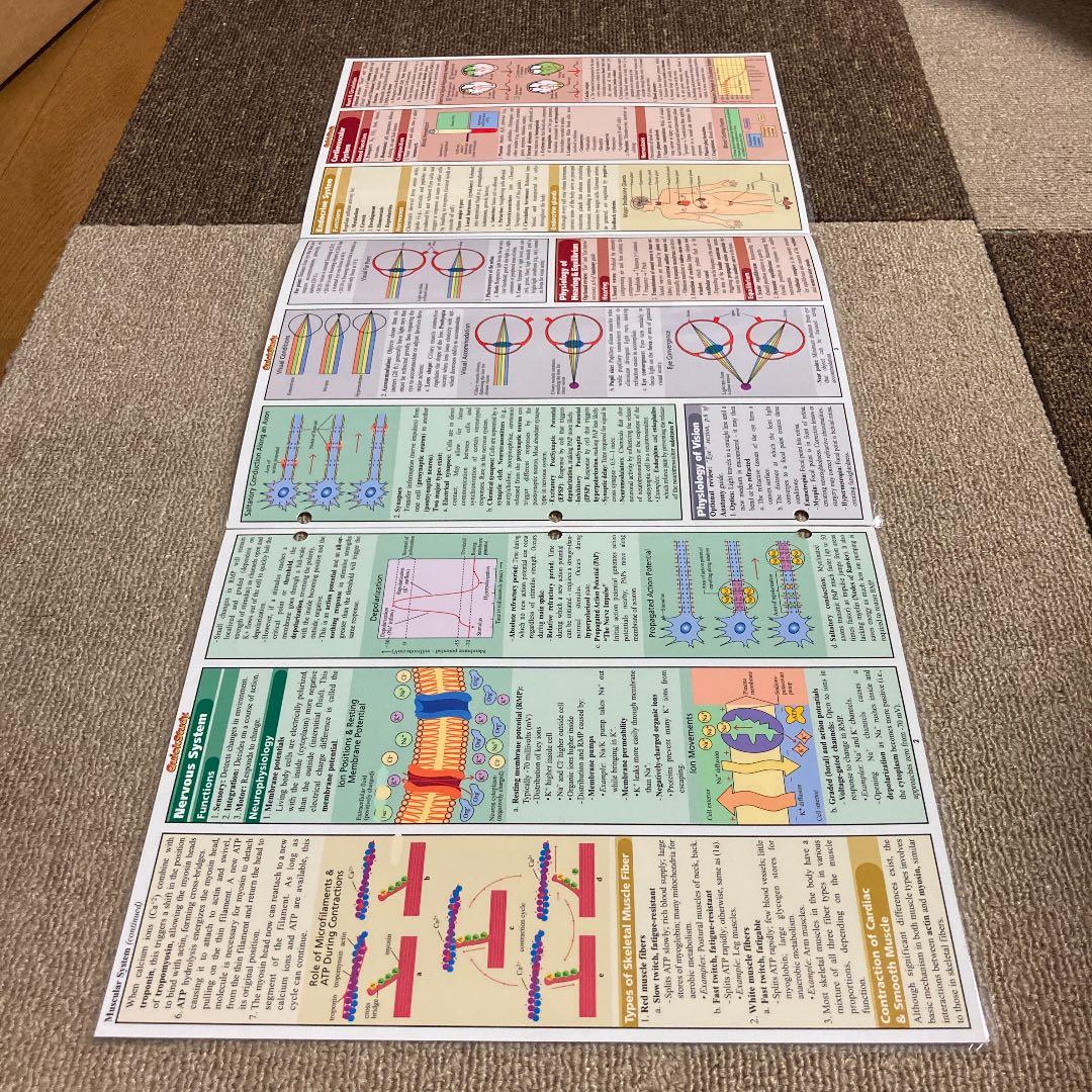 PHYSIOLOGY Quick Study Academic 生理学