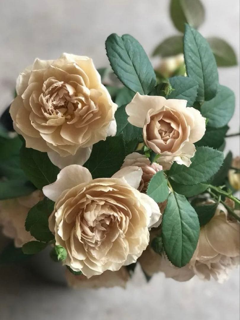 和バラ　バラ苗　和薔薇　正規品　最高傑作のバラ　レア 希少