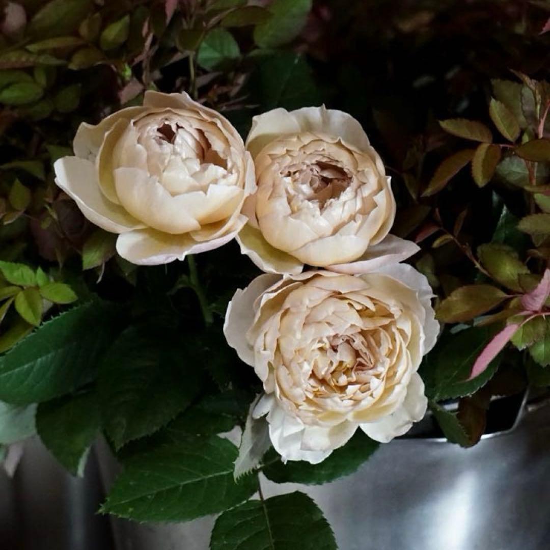 和バラ　バラ苗　和薔薇　正規品　最高傑作のバラ　レア 希少