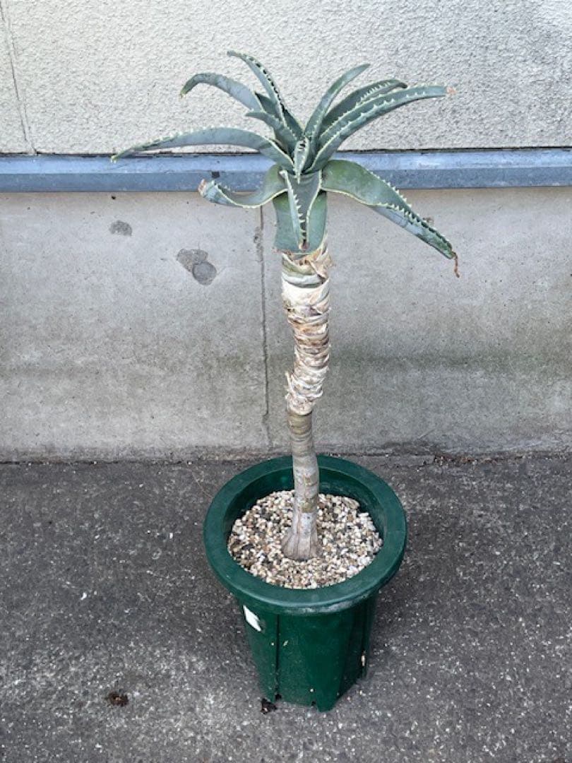 ダスティン■アロエ・ピランシーAloe pillansii/70cm■