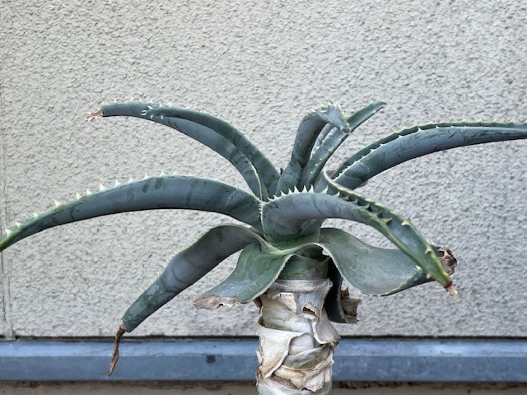 ダスティン■アロエ・ピランシーAloe pillansii/70cm■