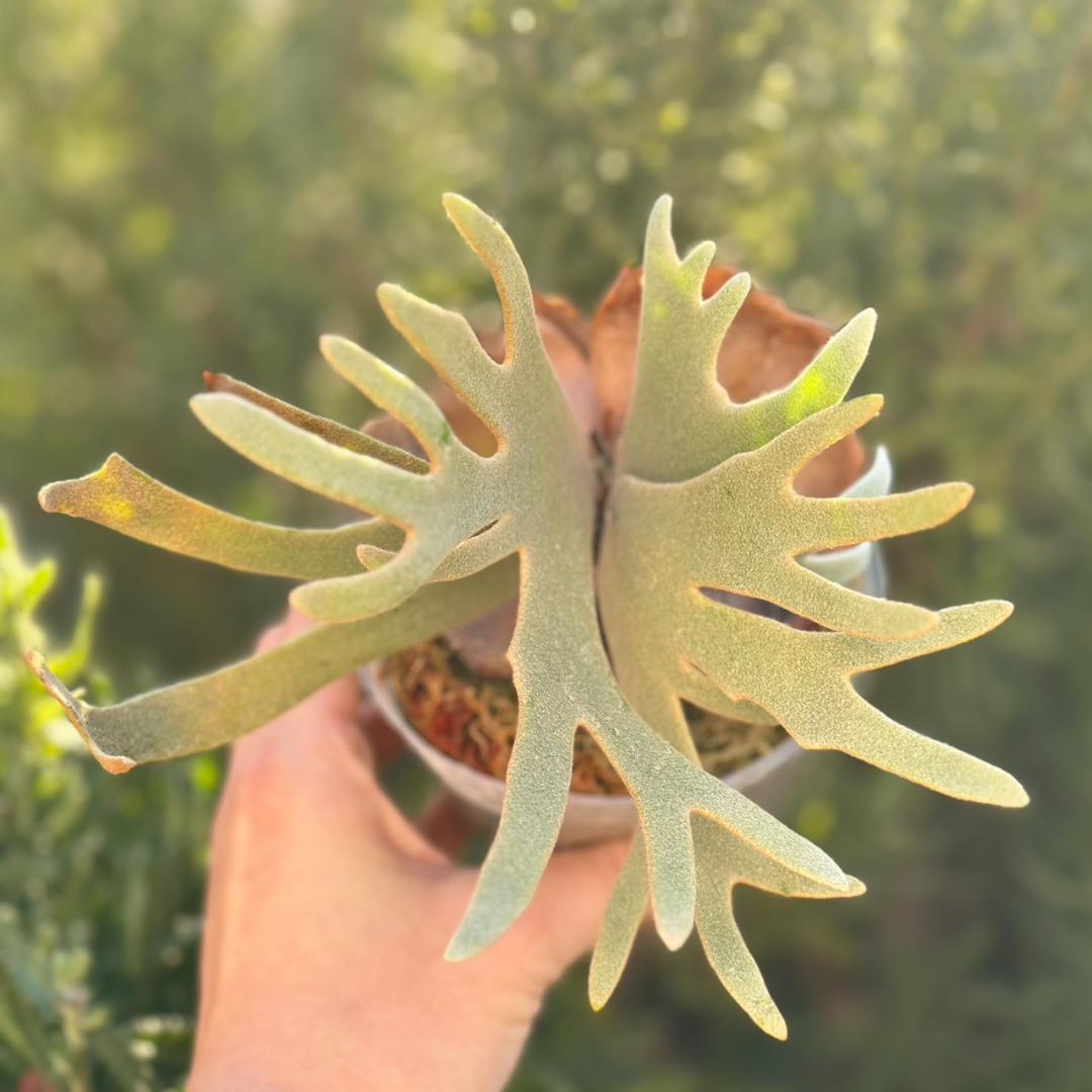 【大サイズ】P.willinckii ’Jade Girl’ spore1707