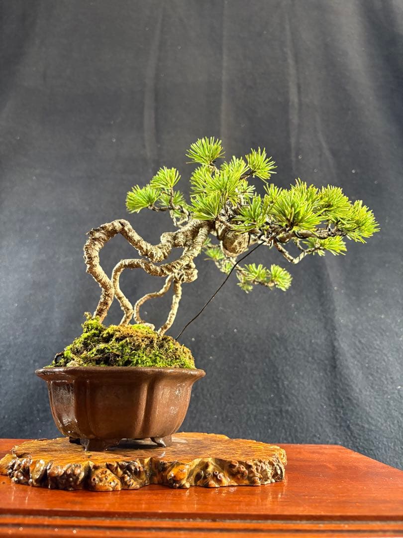 貴風盆栽、赤石五葉松、根上がり 懸崖作り、実生40年強 medabon