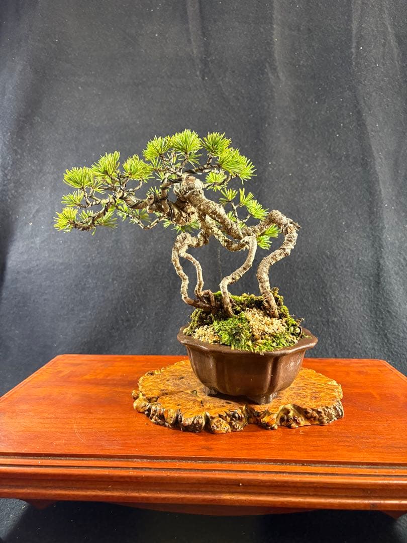 貴風盆栽、赤石五葉松、根上がり 懸崖作り、実生40年強 medabon