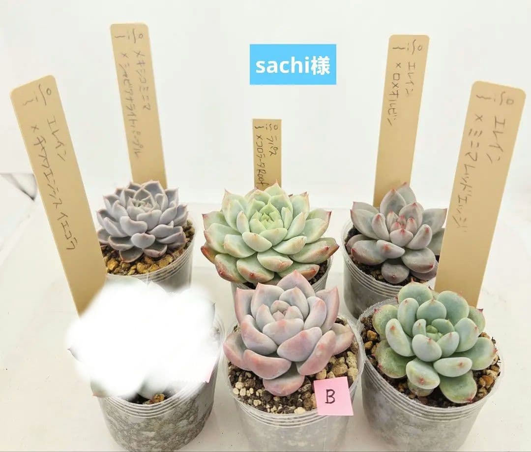 sachi様 5苗