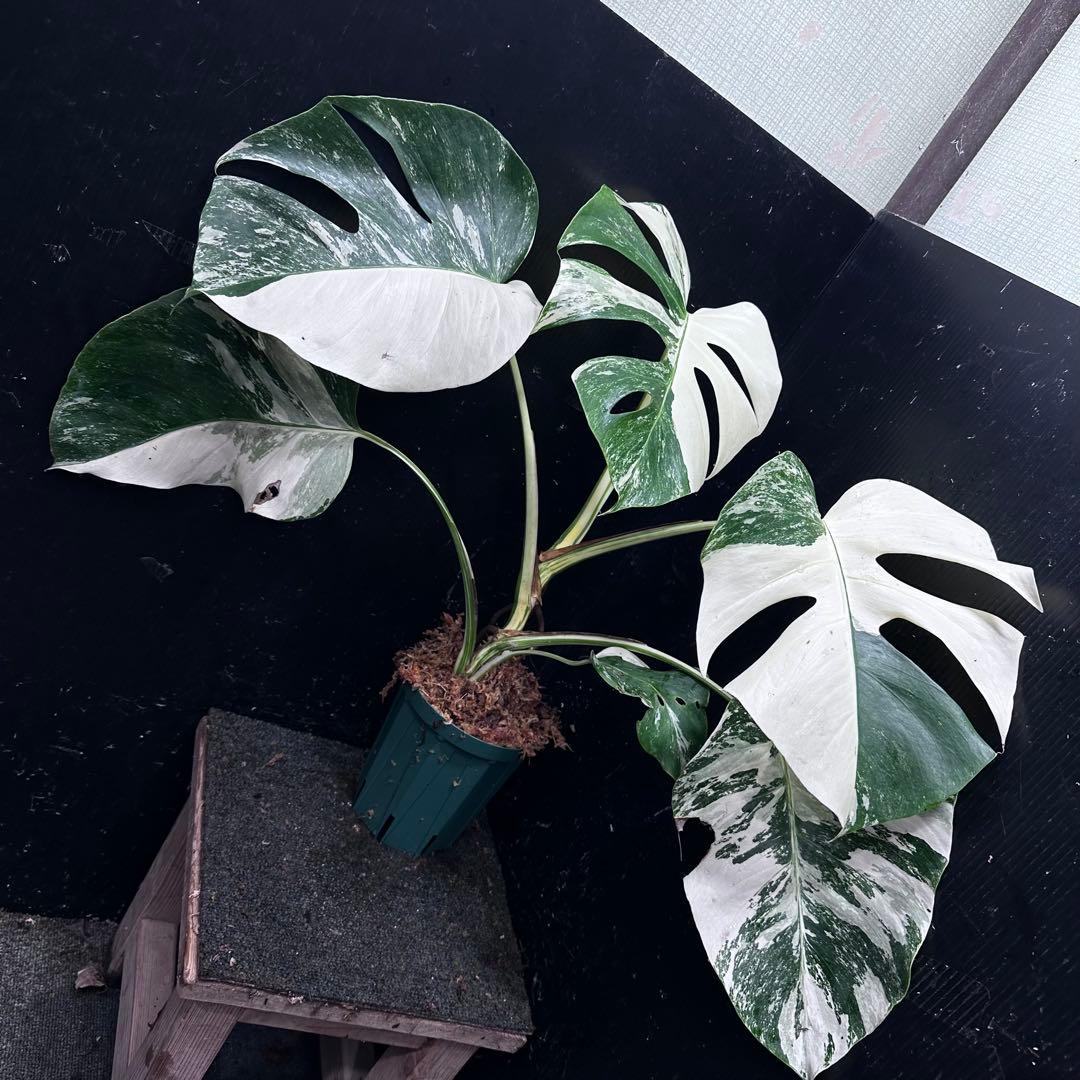 梅*様 斑入りモンステラ ホワイトタイガー極美大株54cm白斑多