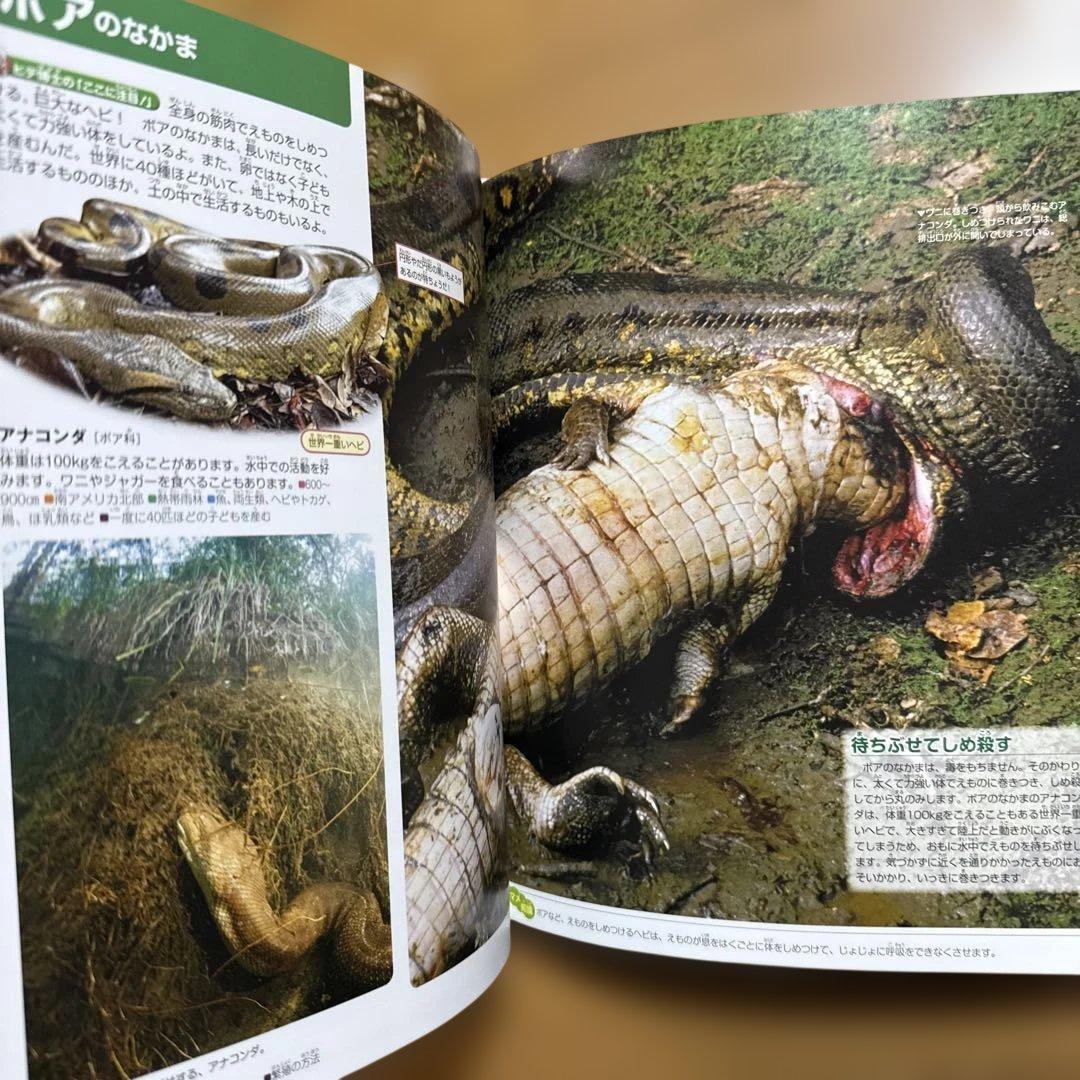 7冊セット 講談社の動く図鑑 move 植物 鳥 は虫類 魚 大自然 人体