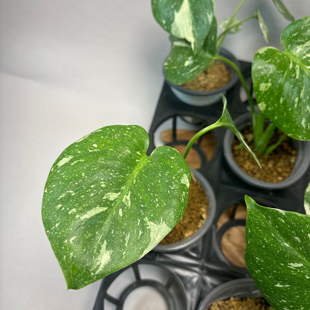 テ*ー様 10株セットms23【特別選抜】モンステラ・タイコンステレーション 斑