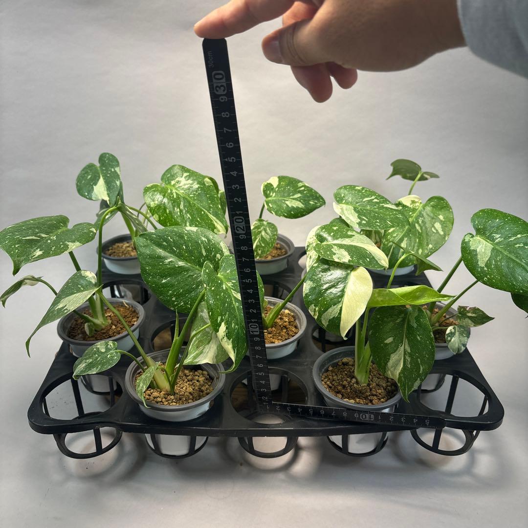 テ*ー様 10株セットms23【特別選抜】モンステラ・タイコンステレーション 斑