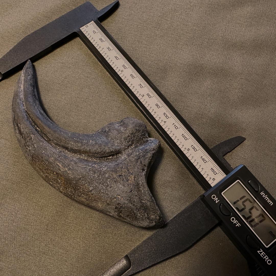 アロサウルス ハンドクロウ かぎ爪 化石標本 肉食恐竜 獣脚類 1498