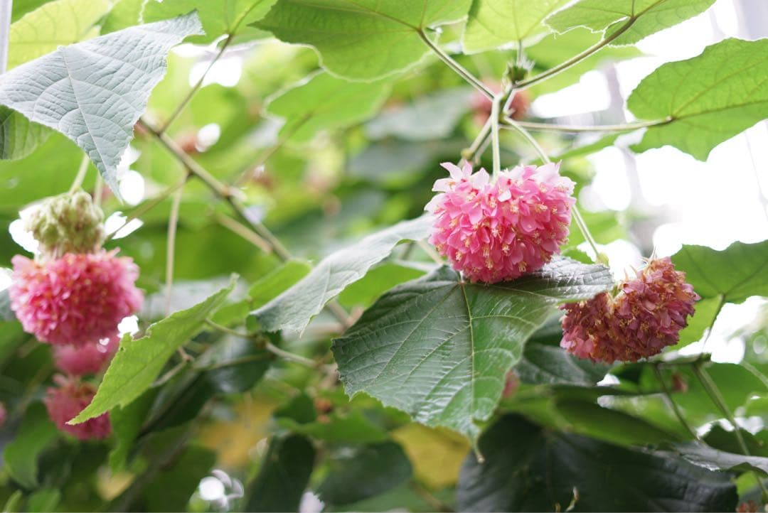 SONY α7 II ミラーレス一眼 本体 シャッター数22,391回 並品