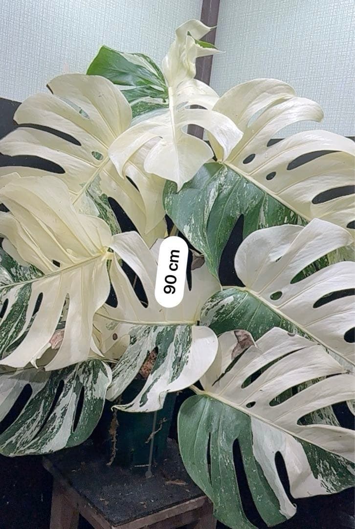 斑入りモンステラ ホワイトタイガー極美大株90cm白斑多レア