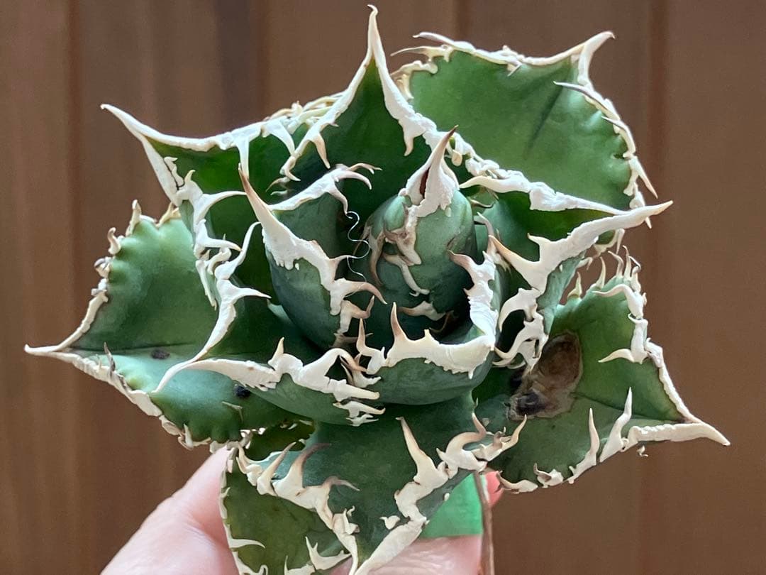 14 選抜　サイズ大　子株2株付 アガべ　白豪刺TC