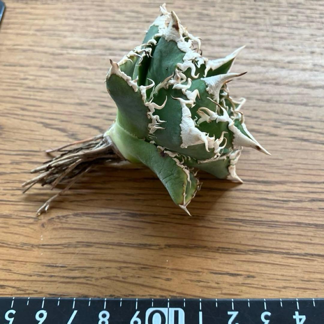 t*4様 【オークション】10 超選抜　美株　太棘　アガべ　チタノタ　白豪刺　T