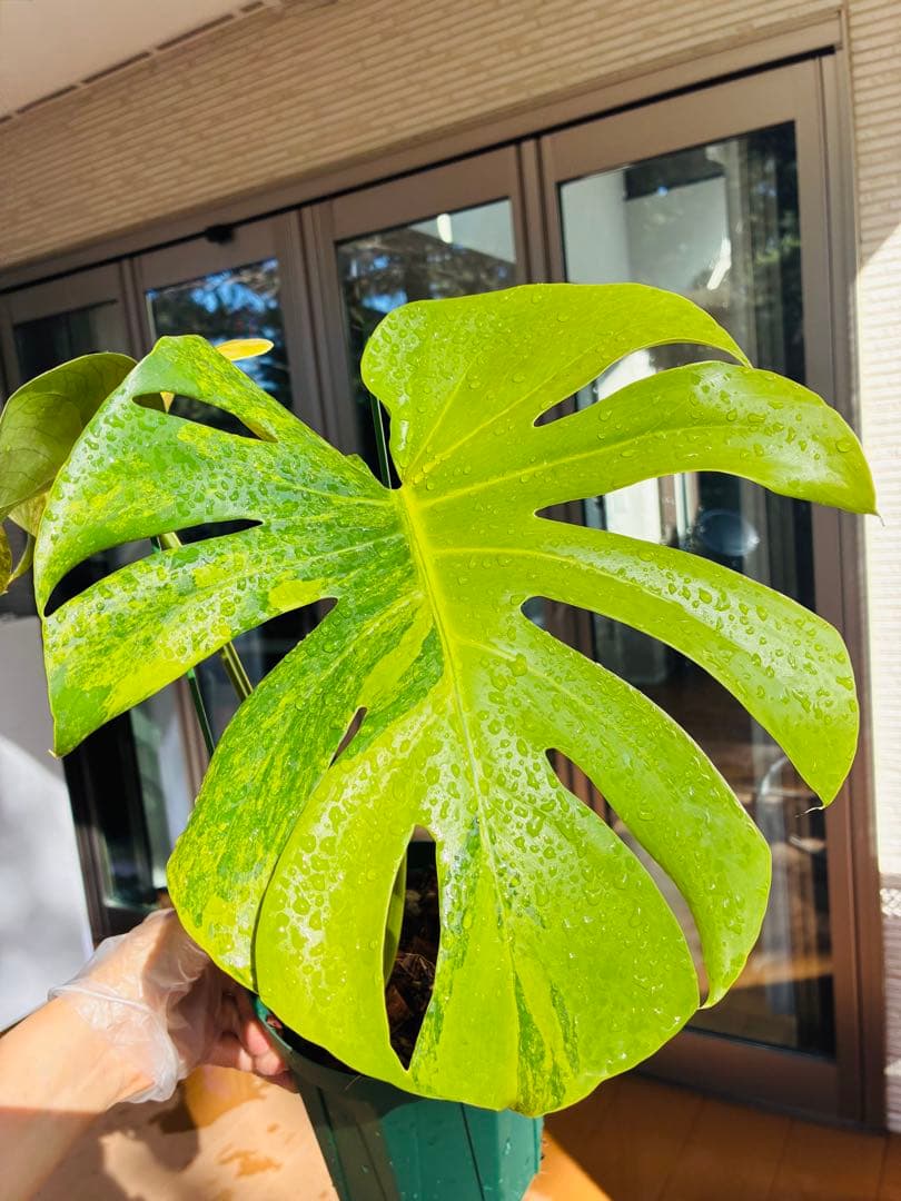 黄斑入り　モンステラモンステラ　デリシオーサ イエローマリリン　大株