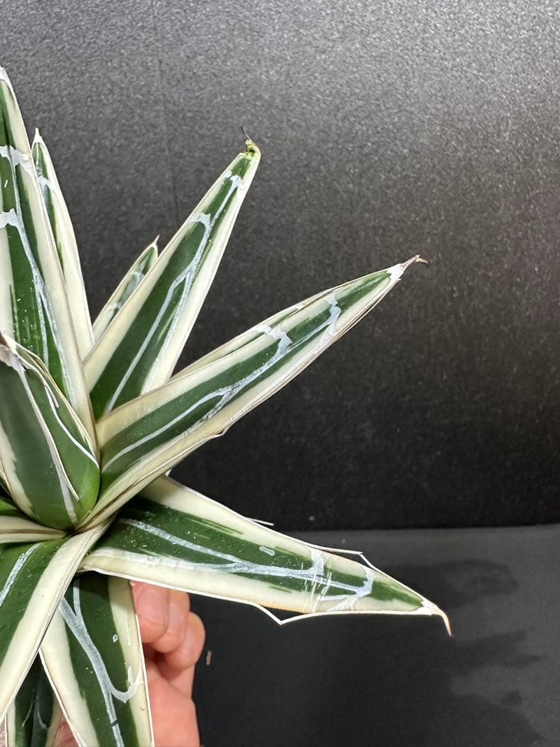 大特価【氷山　親株　完成苗⭐︎】　（アガべ　笹の雪）