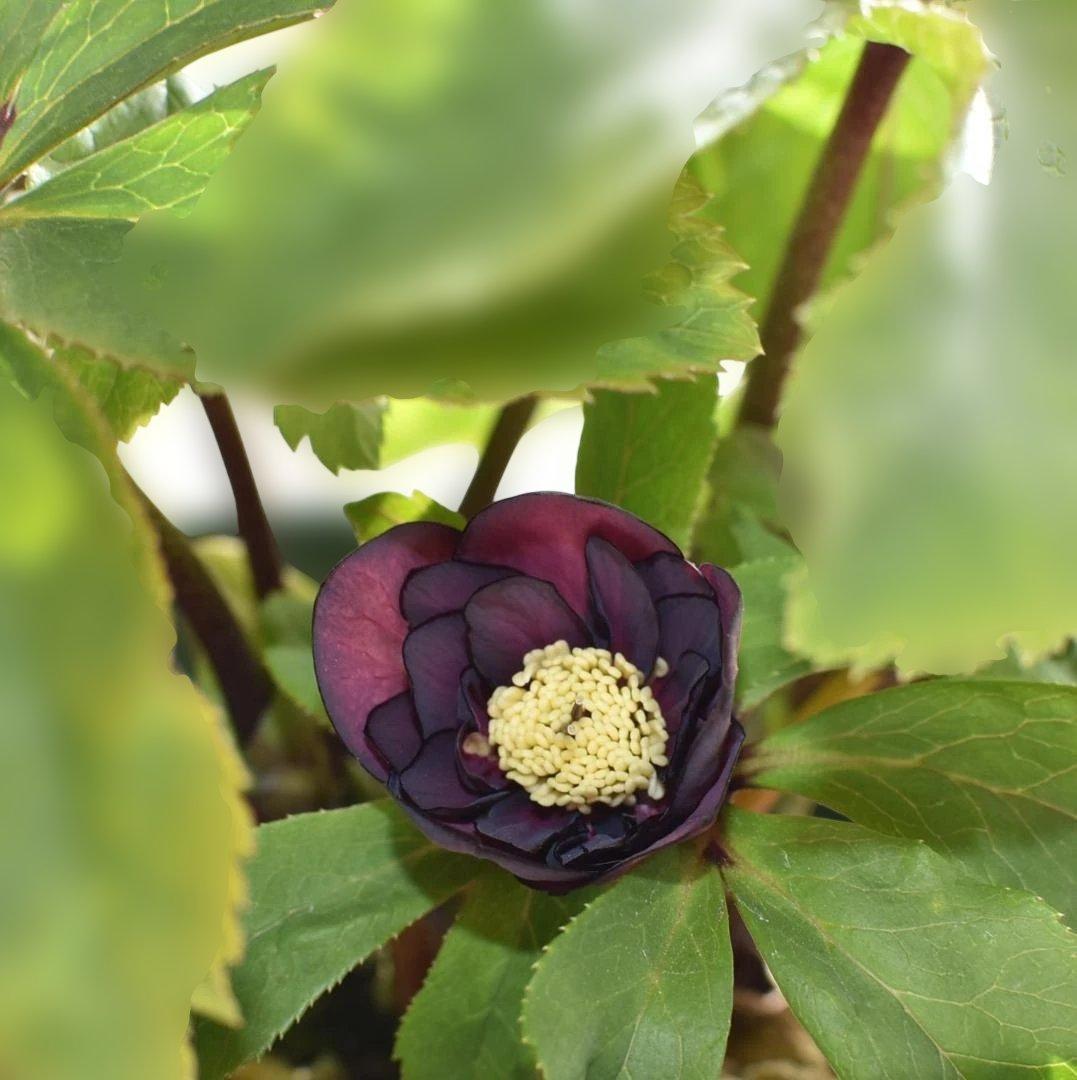 か*ん様 大木ナーサリー　ダブルダークオーレア小輪　クリスマスローズ　開花株