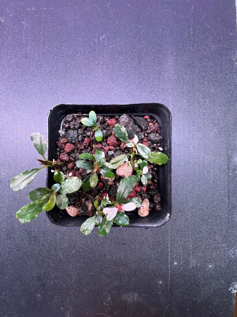 水草 Bucephalandra sp. Variegata