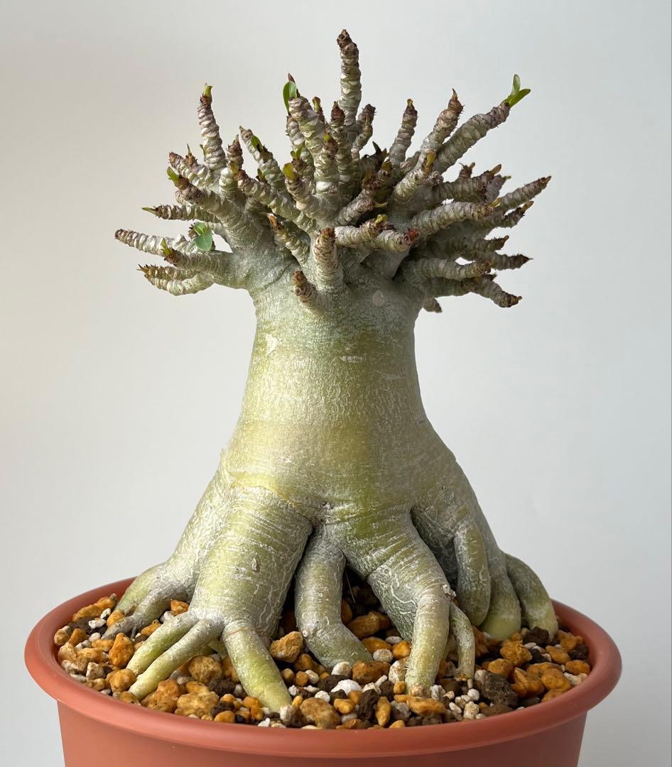 【極美タコ足/極太/塊根植物】アデニウム タイソコトラナム タコ足仕立て 鉢植え