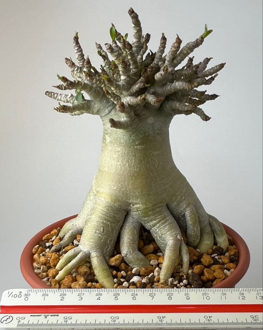 【極美タコ足/極太/塊根植物】アデニウム タイソコトラナム タコ足仕立て 鉢植え