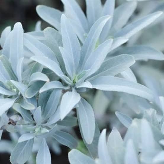 業務用価額☆無農薬ホワイトセージ枝付きクラスター1KG